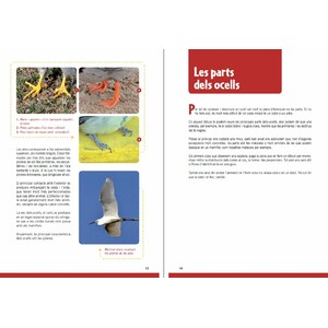 GUIA D'OCELLS PER A NOIS I NOIES 4