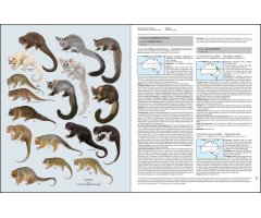 HANDBOOK OF THE MAMMALS OF THE WORLD. VOL. 5 MONOTREMES AND MARSUPIALS 3