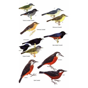 HELM FIELD GUIDES. BIRDS OF ECUADOR_1