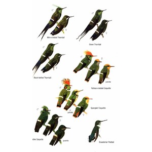 HELM FIELD GUIDES. BIRDS OF ECUADOR 3