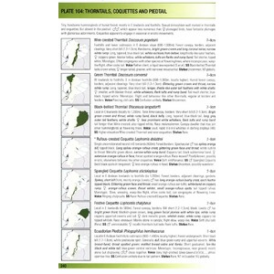 HELM FIELD GUIDES. BIRDS OF ECUADOR 4