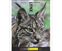 LYNX EN LA TIERRA DEL LINCE IBÉRICO