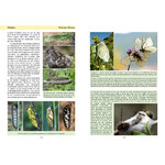 LA VIE DES PAPILLONS. ECOLOGIE, BIOLOGIE ET COMPORTEMENT DES RHOPALOCERES DE FRANCE_1