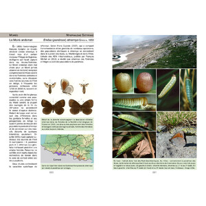 LA VIE DES PAPILLONS. ECOLOGIE, BIOLOGIE ET COMPORTEMENT DES RHOPALOCERES DE FRANCE 4