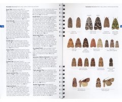 CONCISE GUIDE TO THE MOTHS OF GREAT BRITAIN AND IRELAND 2