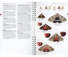 CONCISE GUIDE TO THE MOTHS OF GREAT BRITAIN AND IRELAND 3