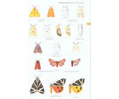 CONCISE GUIDE TO THE MOTHS OF GREAT BRITAIN AND IRELAND 4
