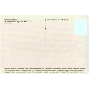 A BOX OF BEETLES 100 BEAUTIFUL POSTCARDS_1