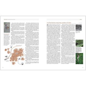 TRES CLANES. EL LOBO IBÉRICO EN ALTA MONTAÑA_1