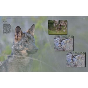 TRES CLANES. EL LOBO IBÉRICO EN ALTA MONTAÑA 3