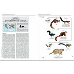 HANDBOOK OF THE MAMMALS OF THE WORLD. VOLUME 6 RODENTS AND LAGOMORPHS 2