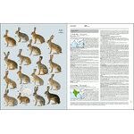 HANDBOOK OF THE MAMMALS OF THE WORLD. VOLUME 6 RODENTS AND LAGOMORPHS 4