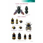 FIELD GUIDE TO THE BEES OF GREAT BRITAIN AND IRELAND_1