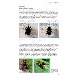 FIELD GUIDE TO THE BEES OF GREAT BRITAIN AND IRELAND 3