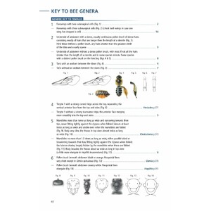 FIELD GUIDE TO THE BEES OF GREAT BRITAIN AND IRELAND 4