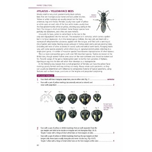 FIELD GUIDE TO THE BEES OF GREAT BRITAIN AND IRELAND 5