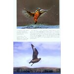 UNDERSTANDING BIRD BEHAVIOUR_1