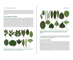 GUIA IL·LUSTRADA PER A CONÈIXER ELS ARBRES 2