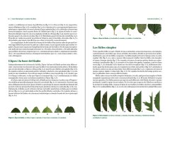 GUIA IL·LUSTRADA PER A CONÈIXER ELS ARBRES 3