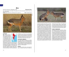 MAMÍFEROS TERRESTRES PATAGONIA SUR DE ARGENTINA Y CHILE 4