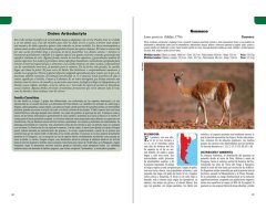 MAMÍFEROS TERRESTRES PATAGONIA SUR DE ARGENTINA Y CHILE 5