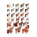 LAS MARIPOSAS DE ESPAÑA PENINSULAR. MANUAL ILUSTRADO DE LAS ESPECIES DIURNAS Y NOCTURNAS_1