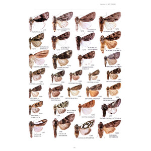 LAS MARIPOSAS DE ESPAÑA PENINSULAR. MANUAL ILUSTRADO DE LAS ESPECIES DIURNAS Y NOCTURNAS 3