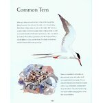 AN ILLUSTRATED COASTAL YEAR. THE SEASHORE UNCOVERED SEASON BY SEASON_1