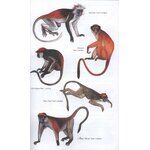 THE KINGDON POCKET GUIDE TO AFRICAN MAMMALS_1