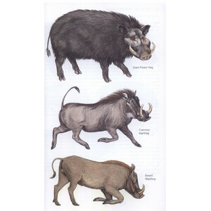 THE KINGDON POCKET GUIDE TO AFRICAN MAMMALS 3