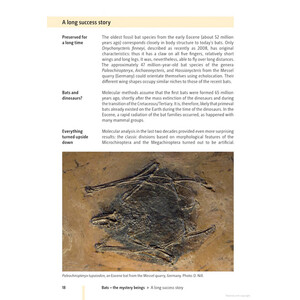 BATS OF BRITAIN AND EUROPE 3