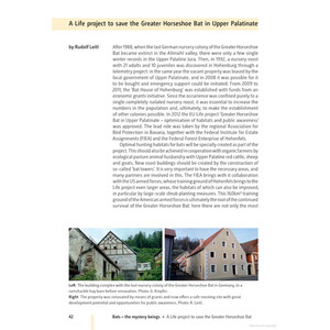 BATS OF BRITAIN AND EUROPE 4