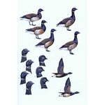 WILDFOWL OF EUROPE, ASIA AND NORTH AMERICA_1