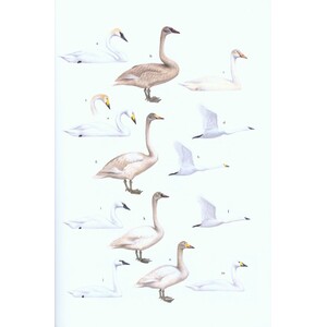 WILDFOWL OF EUROPE, ASIA AND NORTH AMERICA 3