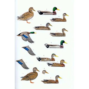 WILDFOWL OF EUROPE, ASIA AND NORTH AMERICA 5