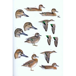 WILDFOWL OF EUROPE, ASIA AND NORTH AMERICA 6