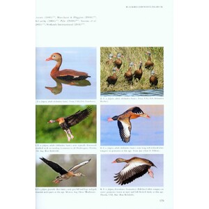 WILDFOWL OF EUROPE, ASIA AND NORTH AMERICA 7