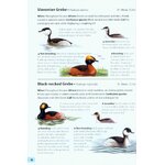 FIELD GUIDE TO THE BIRDS OF BRITAIN AND IRELAND 2