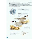 FIELD GUIDE TO THE BIRDS OF BRITAIN AND IRELAND 3