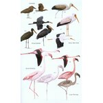 HELM FIELD GUIDES. BIRDS OF MADAGASCAR AND THE INDIAN OCEAN ISLANDS_1