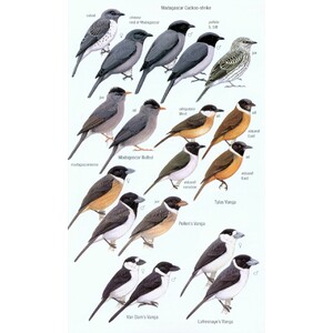 HELM FIELD GUIDES. BIRDS OF MADAGASCAR AND THE INDIAN OCEAN ISLANDS 4