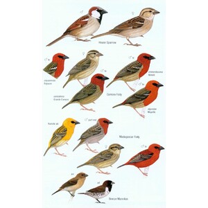 HELM FIELD GUIDES. BIRDS OF MADAGASCAR AND THE INDIAN OCEAN ISLANDS 5