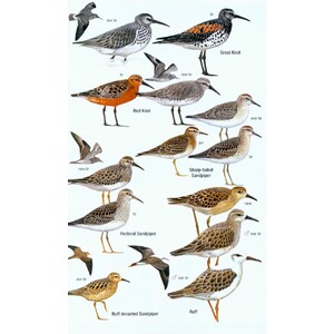 HELM FIELD GUIDES. BIRDS OF MADAGASCAR AND THE INDIAN OCEAN ISLANDS 6
