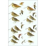 HELM FIELD GUIDES. BIRDS OF SOUTH-EAST ASIA. CONCISE EDITION 2