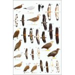 HELM FIELD GUIDES. BIRDS OF SOUTH-EAST ASIA. CONCISE EDITION 3
