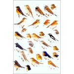 HELM FIELD GUIDES. BIRDS OF SOUTH-EAST ASIA. CONCISE EDITION 4
