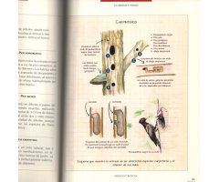 GUÍA DE HUELLAS, SEÑALES Y RASTROS DE ANIMALES   4