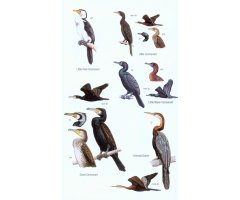 HELM FIELD GUIDES. BIRDS OF BORNEO 2