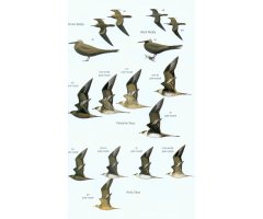 HELM FIELD GUIDES. BIRDS OF BORNEO 3
