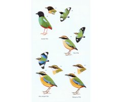 HELM FIELD GUIDES. BIRDS OF BORNEO 5
